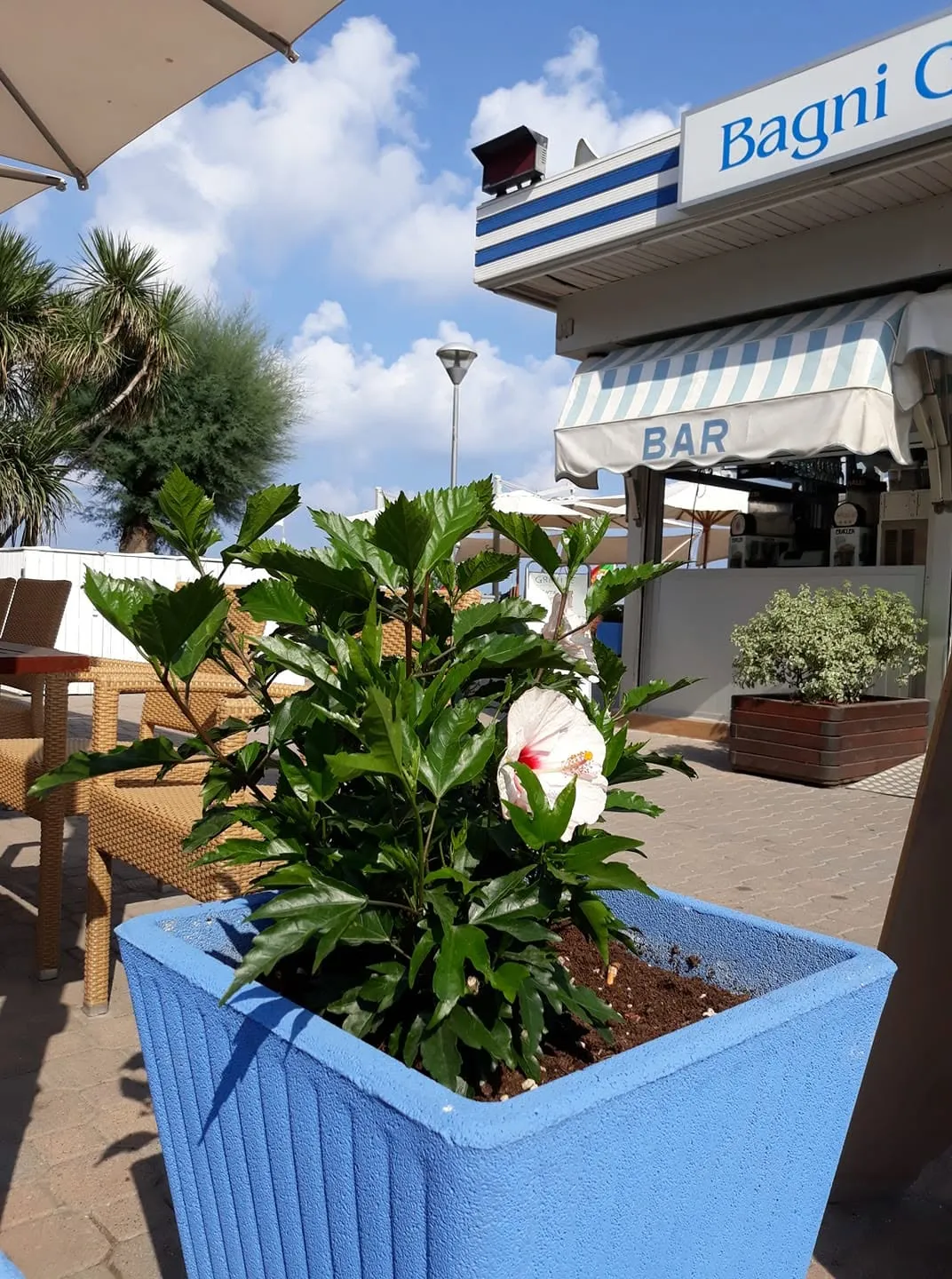 Ibisco in vaso azzurro davanti al bar dello stabilimento, con sedie e ombrelloni.